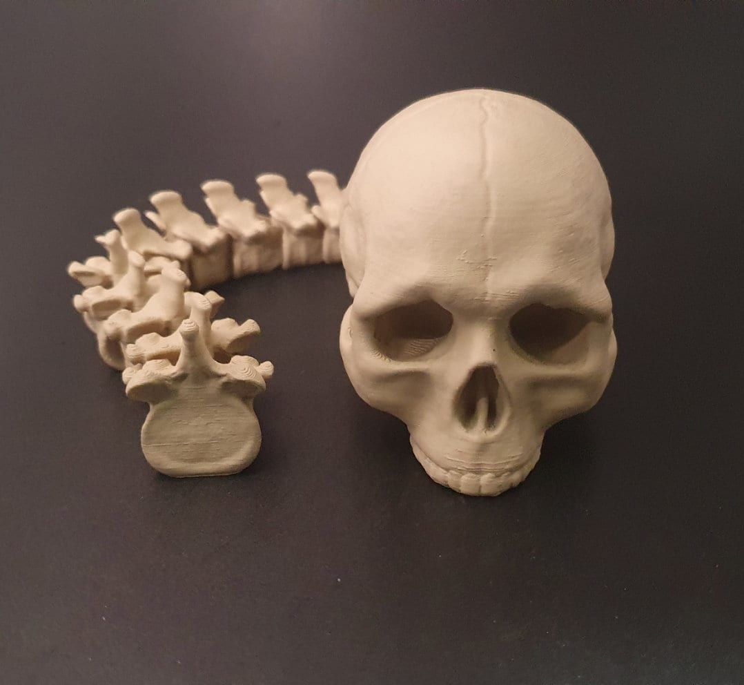 Totenkopf mit beweglicher Wirbelsäule flexibel handbemalter Menschenschädel articulated Predator Trophy anatomisches Schreibtischspielzeug